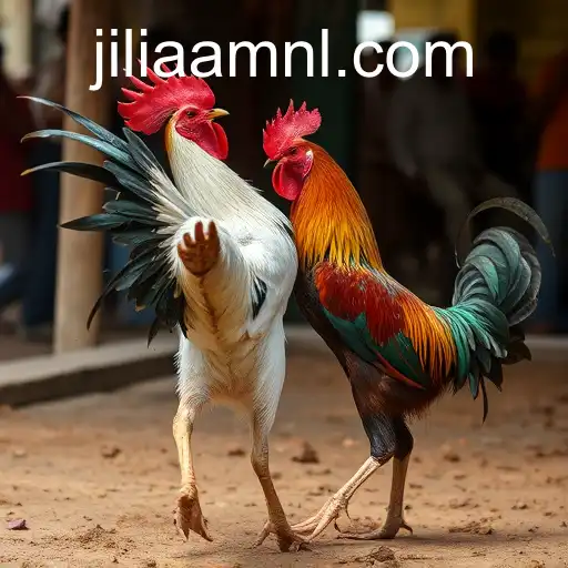 Exploring the Complex World of Cockfighting: Tradition, Controversy, and the Role of Jiliaa